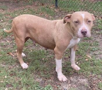 Breeze -  Pit Bull Terrier and Mixed Breed Dog for Adoption in Conway, South Carolina - Breeze | PetCurious