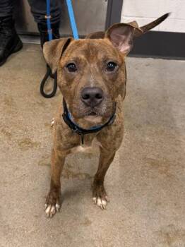 Bartleby -  Pit Bull Terrier Dog for Adoption in Cleveland, Ohio - Bartleby | PetCurious