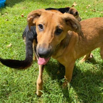 Rescue Mixed Breed Dogs for Adoption in Charleston, West Virginia - Sherbet Land | PetCurious
