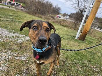 Cooper -  Hound and Labrador Retriever Dog for Adoption in Saint Clairsville, Ohio - Cooper | PetCurious