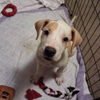 Vicky -  Mixed Breed Dog for Adoption in Freeport, Florida - Vicky | PetCurious