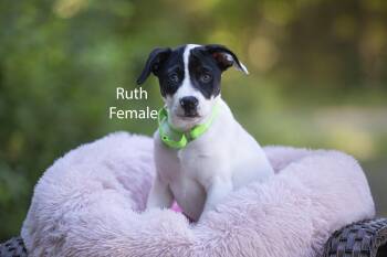 Ruth -  Retriever Dog for Adoption in Pawleys Island, South Carolina - Ruth | PetCurious