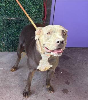Bella* -  Pit Bull Terrier and Mixed Breed Dog for Adoption in El Paso, Texas - Bella* | PetCurious