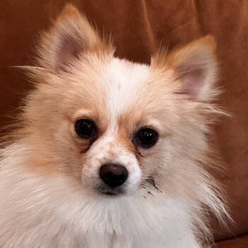 SUNNY (625) -  Pomeranian and Mixed Breed Dog for Adoption in Indiantown, Florida - SUNNY (625) | PetCurious