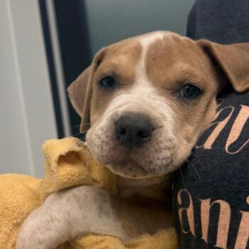 Mulder -  Terrier and Mixed Breed Dog for Adoption in Abilene, Texas - Mulder | PetCurious