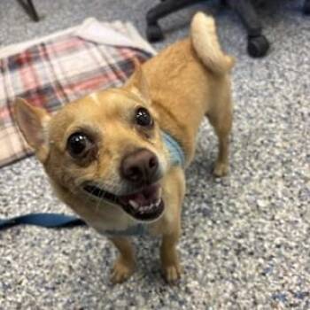Luke -  Chihuahua Dog for Adoption in Phoenixville, Pennsylvania - Luke | PetCurious