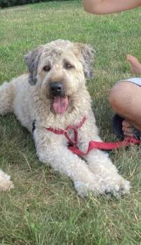 Noah -  Wheaten Terrier Dog for Adoption in New Braunfels, Texas - Noah | PetCurious