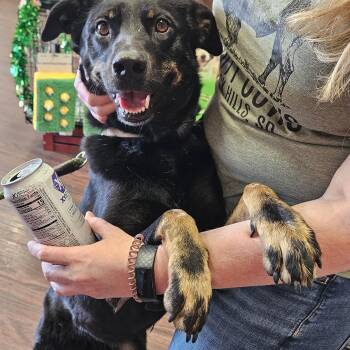 Rescue Beauceron Dogs for Adoption in Colleyville, Texas - Boots | PetCurious