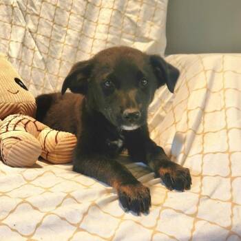Hundo * -  German Shepherd Dog and Mixed Breed Dog for Adoption in Ferndale, Michigan - Hundo * | PetCurious