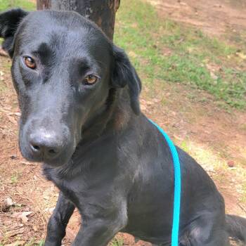 Daisy -  Black Labrador Retriever and Mixed Breed Dog for Adoption in Valley, Alabama - Daisy | PetCurious