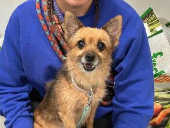 Bitsy -  Mixed Breed Dog for Adoption - Bitsy | PetCurious