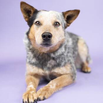 Cattle Dog and Australian Cattle Dog Blue Heeler Dogs Available for Adoption in Portland, Oregon - Matty | PetCurious