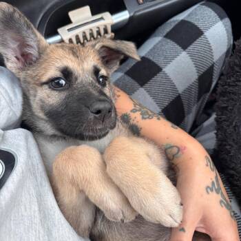 Midas -  Mixed Breed Dog for Adoption in Buffalo, Minnesota - Midas | PetCurious