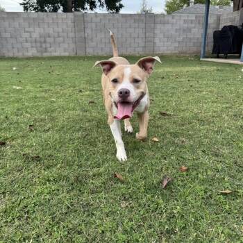 Frankie -  Pit Bull Terrier Dog for Adoption in Phoenix, Arizona - Frankie | PetCurious