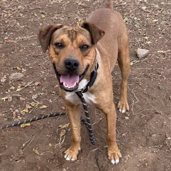 Rescue Pit Bull Terrier Dogs for Adoption in Flagstaff, Arizona - Chad | PetCurious