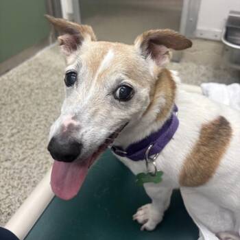 Mr Buddy -  Terrier and Dachshund Dog for Adoption in Freeport, Florida - Mr Buddy | PetCurious