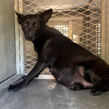Terrier and Shepherd Dogs Available for Adoption in Edinburg, Texas - Caroline | PetCurious