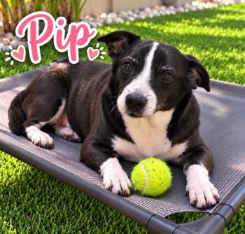 Pip -  Terrier Dog for Adoption in Cape Coral, Florida - Pip | PetCurious