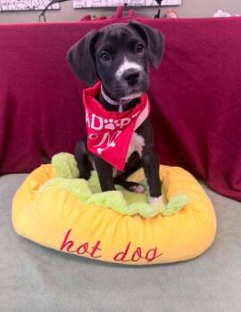 Mabel -  Boxer Dog for Adoption in Denver, Colorado - Mabel | PetCurious