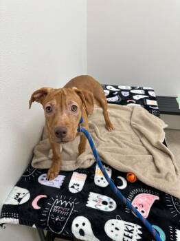 Blossom -  Mixed Breed Dog for Adoption in Newberg, Oregon - Blossom | PetCurious
