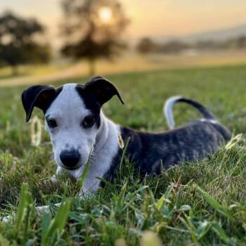 Travis Kelsit -  Mixed Breed Dog for Adoption in New York, New York - Travis Kelsit | PetCurious