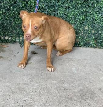 Chihuahua and Mixed Breed Dogs Available for Adoption in El Paso, Texas - Jayleen | PetCurious