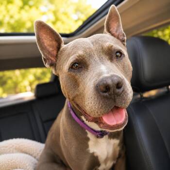 General -  American Staffordshire Terrier and Mixed Breed Dog for Adoption in Houston, Texas - General | PetCurious