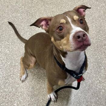 Ariel -  Pit Bull Terrier Dog for Adoption in Prince Frederick, Maryland - Ariel | PetCurious