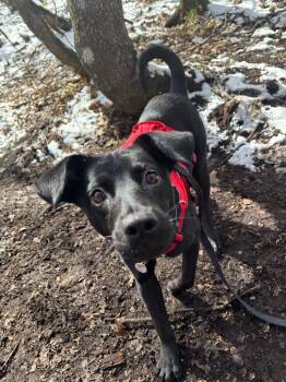 Black Labrador Retriever Dogs Available for Adoption in Millcreek, Utah - Shadow | PetCurious