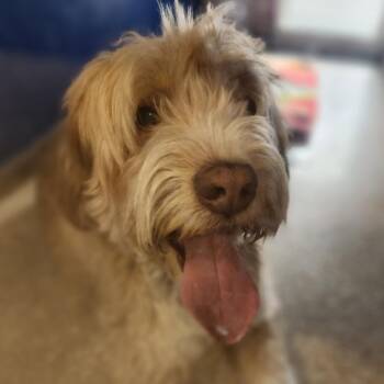 Riley -  Standard Poodle and Wirehaired Pointing Griffon Dog for Adoption in Reno, Nevada - Riley | PetCurious