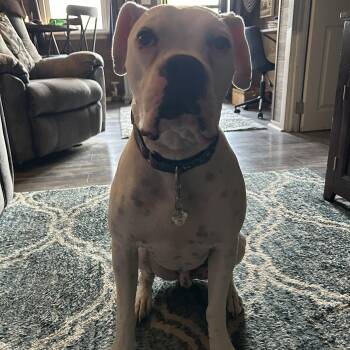 Boxer Dogs Available for Adoption in Middlesex, New Jersey - Titian | PetCurious