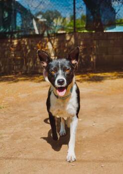 Border Collie Dogs Available for Adoption in San Diego, California - Buenas | PetCurious