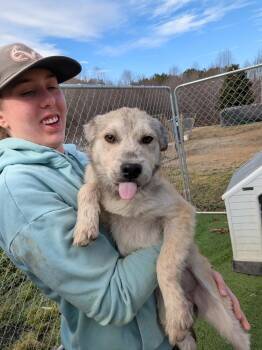 Goldendoodle Dogs Available for Adoption - Caramel | PetCurious