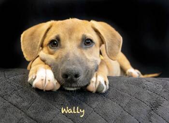 Wally -  Hound Dog for Adoption in Manchester, Connecticut - Wally | PetCurious