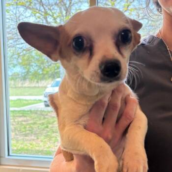 Chihuahua and Mixed Breed Dogs Available for Adoption in Bend, Oregon - 61880_2_3_4 | PetCurious