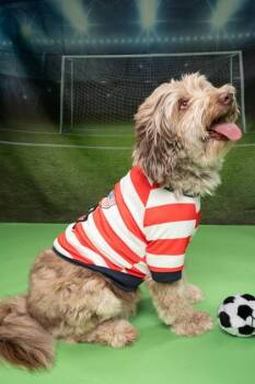 Luke -  Mixed Breed Dog for Adoption in Fort Worth, Texas - Luke | PetCurious