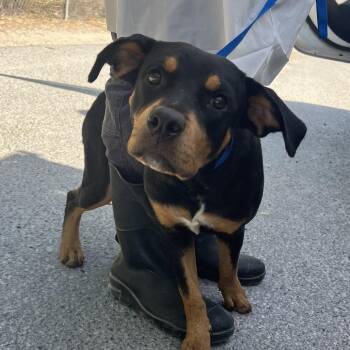 Butter -  Rottweiler and Mixed Breed Dog for Adoption in Edinburg, Texas - Butter | PetCurious
