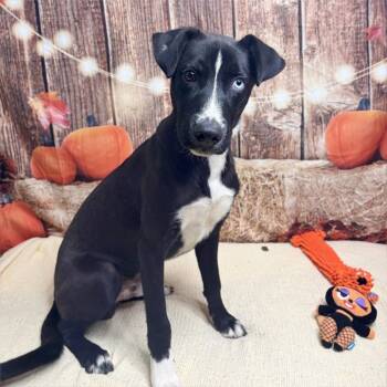 Taziki -  Black Labrador Retriever and Husky Dog for Adoption in Brownsboro, Alabama - Taziki | PetCurious