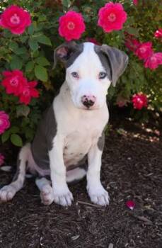 Bingo -  American Staffordshire Terrier and Labrador Retriever Dog for Adoption in Austin, Texas - Bingo | PetCurious