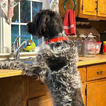 Ruger (Chicago, Illinois) -  German Wirehaired Pointer Dog for Adoption in Santa Rosa, California - Ruger (Chicago, Illinois) | PetCurious