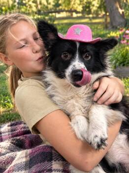 Faye -  Corgi Dog for Adoption in Brownstown, Indiana - Faye | PetCurious