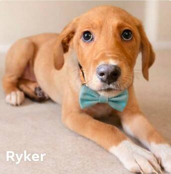 Mountain Cur and Labrador Retriever Dogs Available for Adoption - Ryker | PetCurious