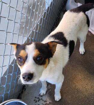 Cattle Dog and Australian Cattle Dog Blue Heeler Dogs Available for Adoption in Fort Lupton, Colorado - Imke | PetCurious