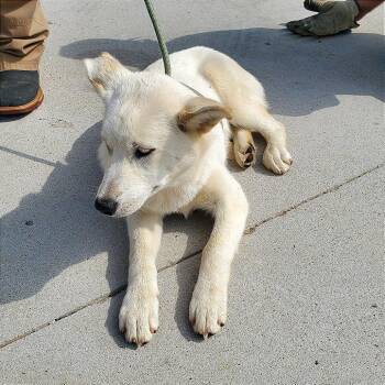 Husky Dogs Available for Adoption in Denison, Texas - Inara | PetCurious