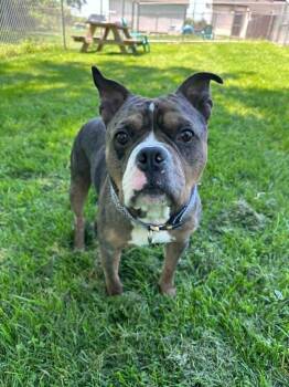 Bruiser -  American Bully Dog for Adoption in Marion, Ohio - Bruiser | PetCurious