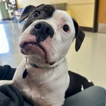 Mixed Breed Dogs Available for Adoption - Millie | PetCurious