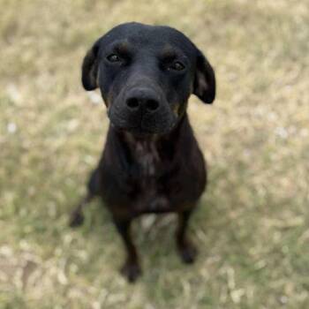 Rescue Mixed Breed Dogs for Adoption in Boone, Iowa - Jolie | PetCurious