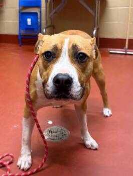 SueBob -  Pit Bull Terrier Dog Available for Adoption in Douglasville, Georgia - SueBob | PetCurious