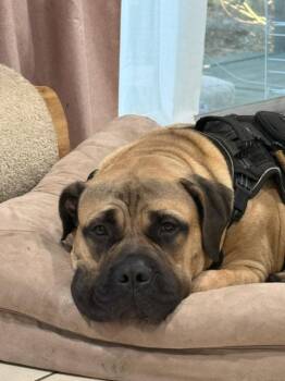 Bullmastiff Dogs Available for Adoption - Rip - Central Florida | PetCurious