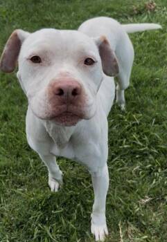 STARSKY -  Pit Bull Terrier Dog for Adoption in Grovetown, Georgia - STARSKY | PetCurious